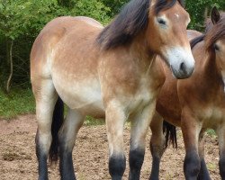 dressage horse Mira (Rhenish-German Cold-Blood, 2013, from Erkan)