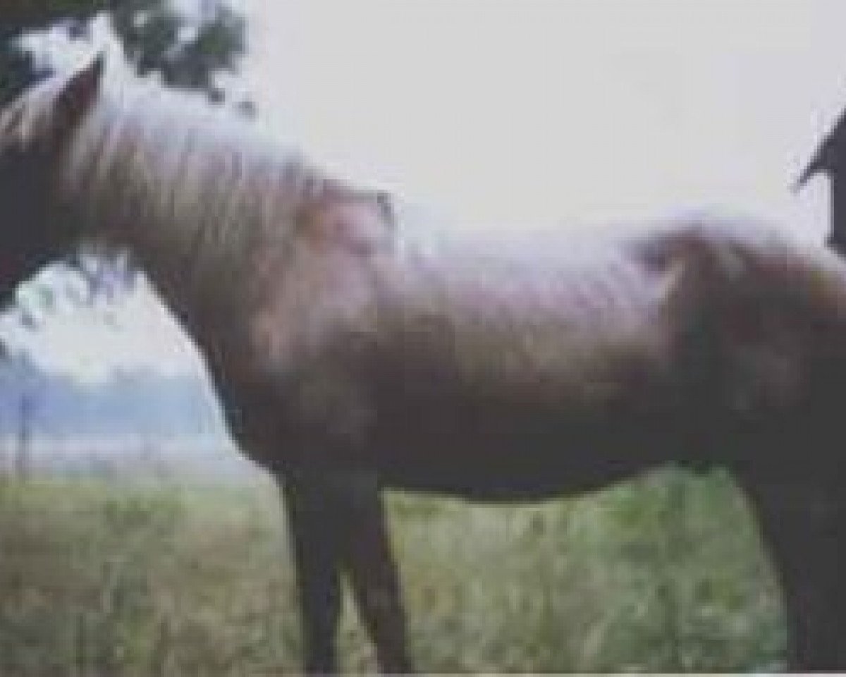 stallion Gullding RR 108 (Gotland Pony, 1948, from Bodick RR 98)