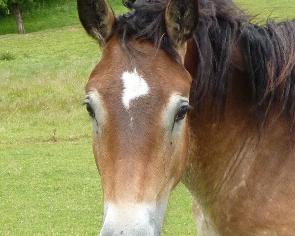 horse Edoras (Rhenish-German Cold-Blood, 2012, from Erkan)