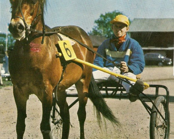 stallion Dröm (Gotland Pony, 1952, from Klippman)