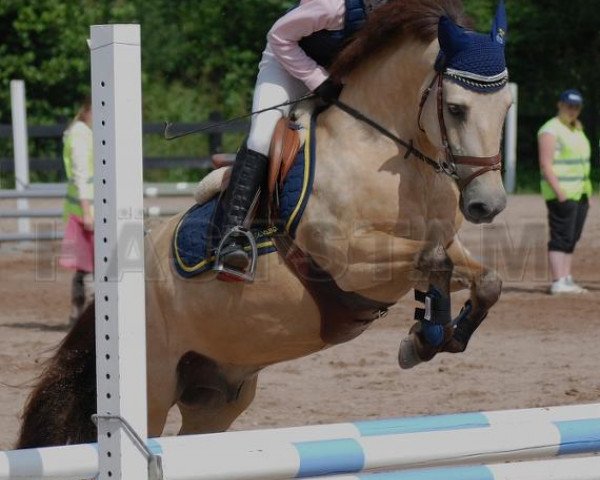 horse Brutuz (Gotland Pony, 2003, from Rusch RR 456) horse Brutuz (Gotland Pony, 2003, from Rusch RR 456)