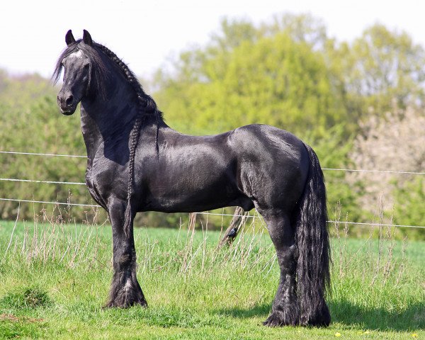 stallion Woodstock (Friese, 1991, from Aswyn v.d. Pluum)
