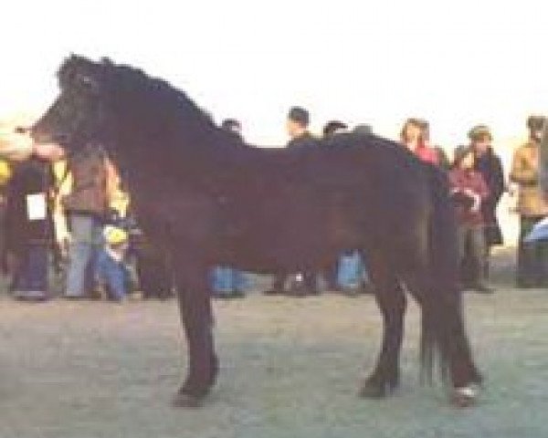 stallion Pinocchio RR 158 (Gotland Pony, 1959, from Dröm) stallion Pinocchio RR 158 (Gotland Pony, 1959, from Dröm)