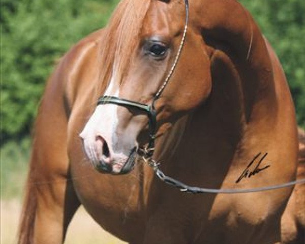 broodmare Qair un Nissa ox (Arabian purebred, 2002, from Kubinec 1987 ox)