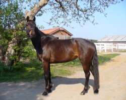 dressage horse Byzantia (Trakehner, 2005, from King Arthur TSF)