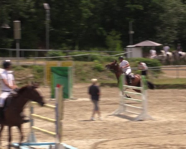 Reitturnier Lgl.-Oberhain, B95 2021