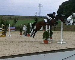 Springpferd Valleyfield Summer (KWPN (Niederländisches Warmblut), 2002, von Nassau)