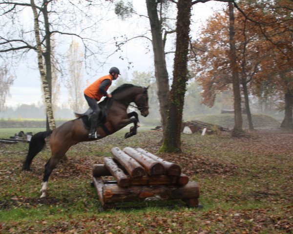 jumper Caress (Holsteiner, 2007, from Casall Ask)