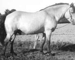 stallion Prins RR 130 (Gotland Pony, 1947, from Vitus RR 92)