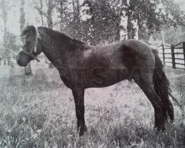Deckhengst Dolle RR 78 (Gotland-Pony, 1931, von Olle III) Deckhengst Dolle RR 78 (Gotland-Pony, 1931, von Olle III)