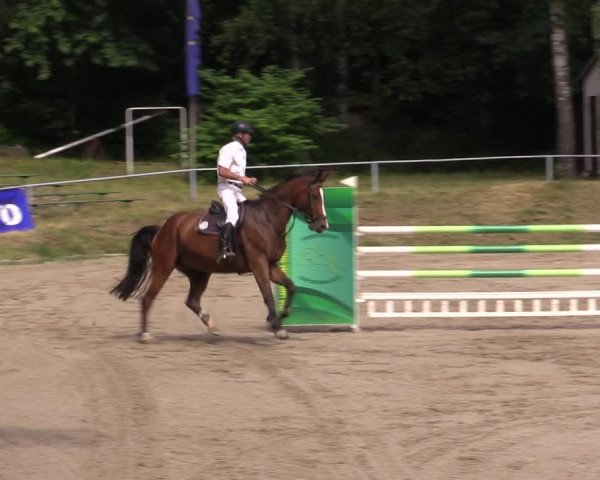 Reitturnier Lgl.-Oberhain, B95 2021