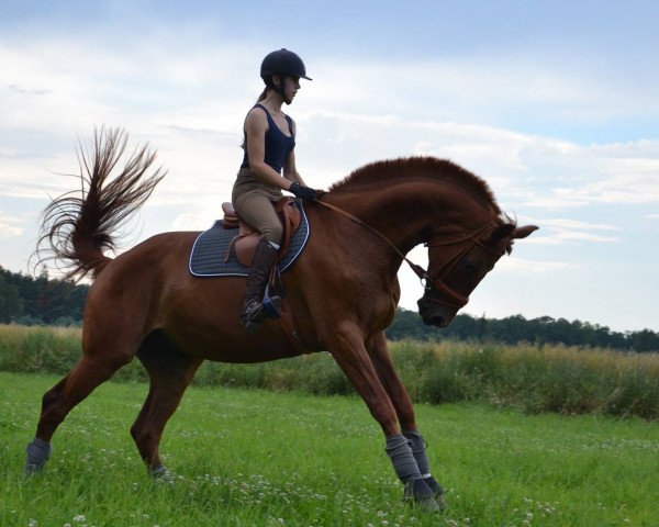 horse Dominguez (Hanoverian, 2008, from Don Frederico)