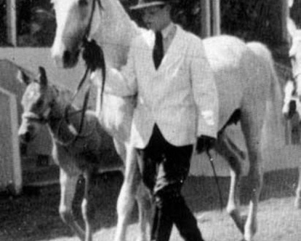Zuchtstute Judit ShA (Shagya-Araber, 1931, von Mersuch I 1904 ox)