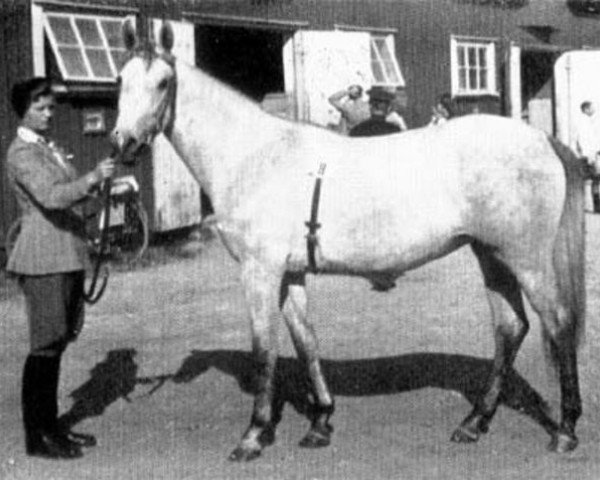 broodmare Eroica (Swedish Warmblood, 1944, from Eros)