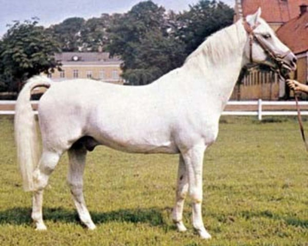 stallion Immer 359 SWE (Swedish Warmblood, 1951, from Immer Voran)
