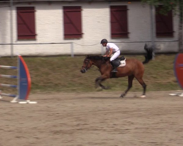 Reitturnier Lgl.-Oberhain, B95 2021