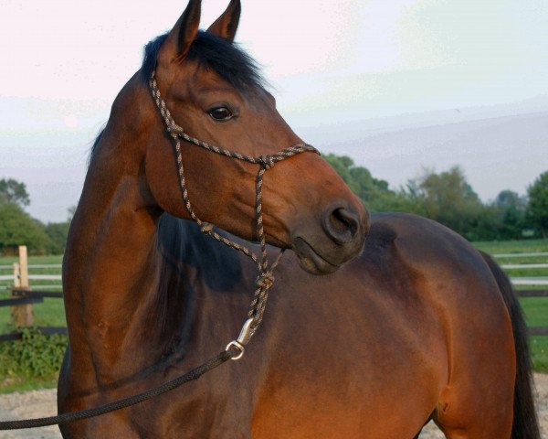 broodmare Caprice (Westphalian, 2004, from Helenenhof's Carabas)