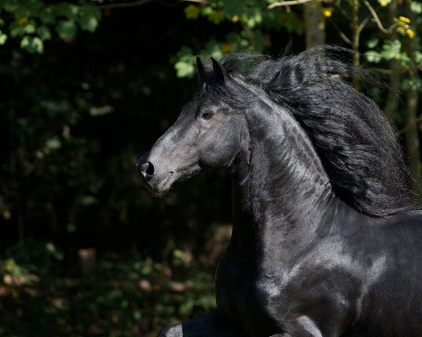 stallion Sjouke 453 (Friese, 2005, from Doaitsen 420)