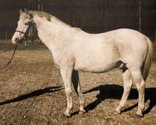 stallion Gimmic (Swedish Riding Pony, 1970, from Immer 359 SWE)