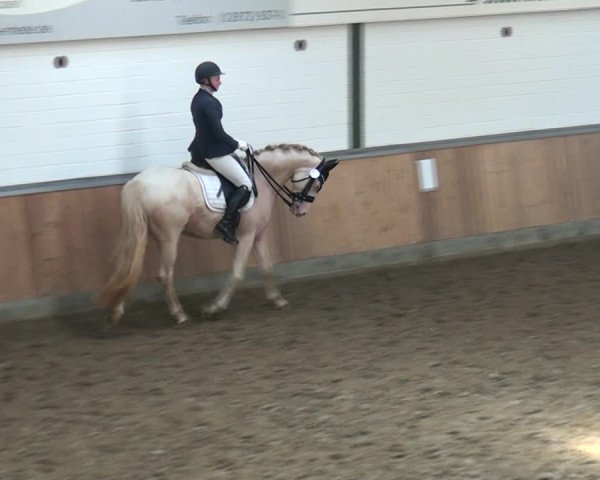 Reitturnier Rhede 2021