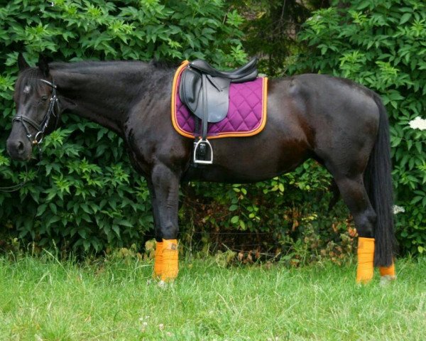 dressage horse Donna Leona 3 (Hanoverian, 2004, from Don Bosco) dressage horse Donna Leona 3 (Hanoverian, 2004, from Don Bosco)