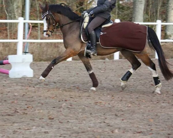 Dressurpferd Roman (Nederlands Welsh Ridepony, 2006, von Orchard Red Prince)