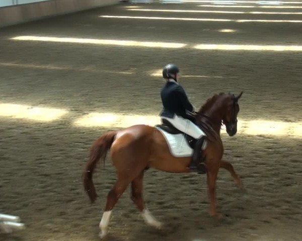 Reitturnier Rhede 2021