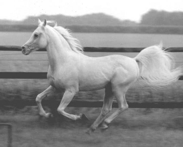 stallion Mardschan 1982 ox (Arabian purebred, 1982, from Saher 1967 ox) stallion Mardschan 1982 ox (Arabian purebred, 1982, from Saher 1967 ox)