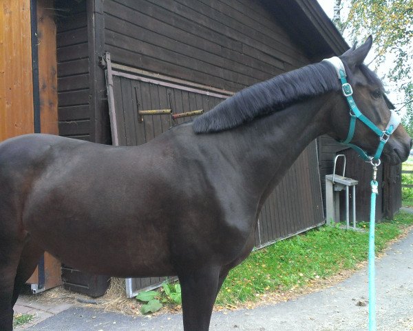 broodmare Hixty (Trakehner, 2003, from Sixtus) broodmare Hixty (Trakehner, 2003, from Sixtus)