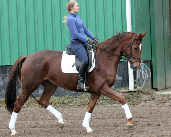 broodmare Finess (Hanoverian, 2011, from Fürst Romancier)