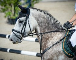 dressage horse Cassilas 2 (Holsteiner, 2007, from Cassini I)