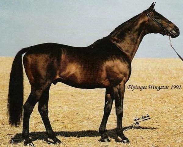 stallion Trainers Seat xx (Thoroughbred, 1973, from Tamerlane xx)