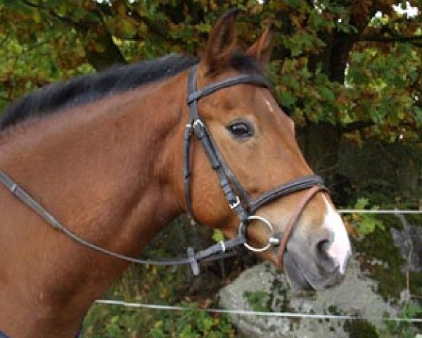 horse Lopik's Felix (New Forest Pony, 2001, from Sulaatik's Fireball)