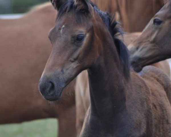 horse Camar Heroja (Trakehner, 2014, from Arian Shah ox)