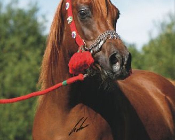 broodmare Saada II ox (Arabian purebred, 1997, from Masri El Salaam EAO)