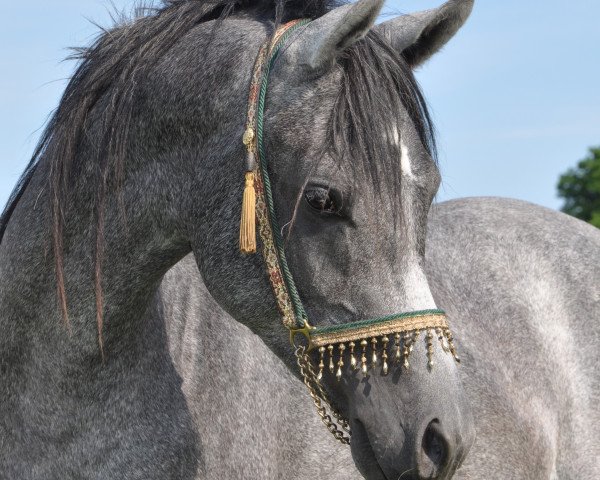 horse Natal EAO (Arabian purebred, 2010, from Authentic Dahman EAO)