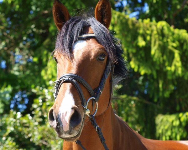 horse Libertino (Oldenburg show jumper, 2008, from Liandero)