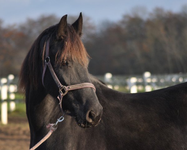 broodmare Zindi van Laasholdt (Friese, 2007, from Ludse 305)