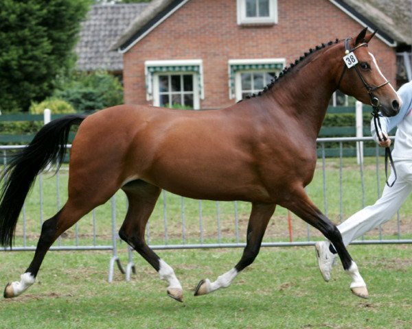 Zuchtstute Ilonka van de Steegeind (Nederlands Rijpaarden en Pony, 2000, von Isarco)