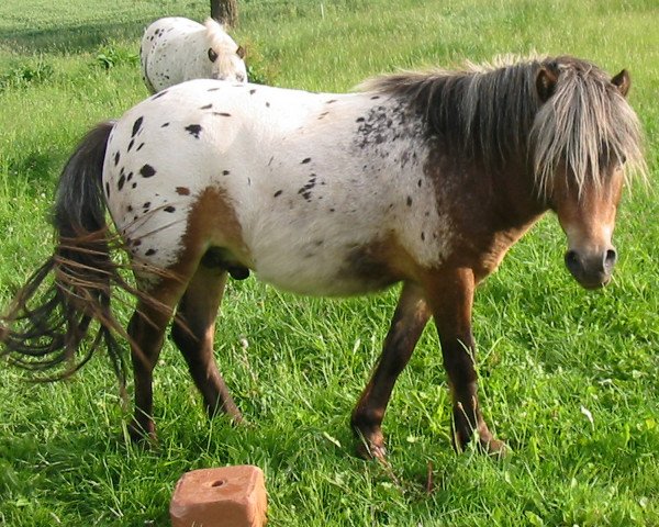 stallion Pietje van Stal't Hofke (Dt.Part-bred Shetland pony, 2005, from Rocky van de Hoeve)