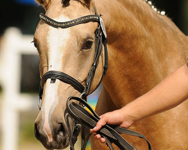 broodmare FS De la Luna (German Riding Pony, 2007, from Dior)