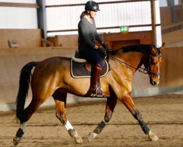 Dressurpferd Giorgio 97 (Hannoveraner, 2005, von Graf Grannus)