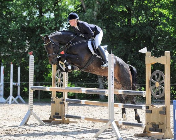broodmare Caramia M (Hanoverian, 2010, from Comte)