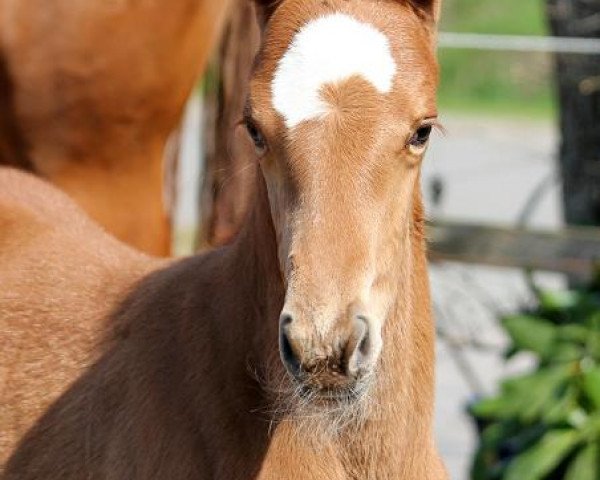 broodmare Summerlove (Hanoverian, 2014, from Sarotti Mocca-Sahne)