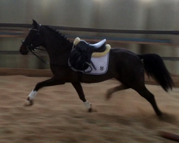 Pferd Napoleon (Deutsches Reitpony, 2012, von Nemax)