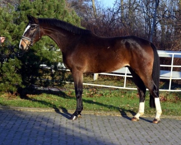 horse Edition (Hanoverian, 2011, from For Edition)