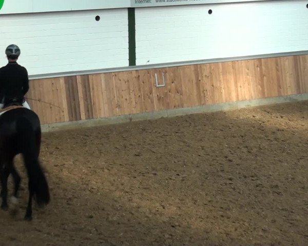 Reitturnier Rhede 2021
