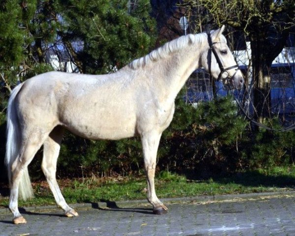 horse Grammemühle (German Riding Pony, 2009, from Grammemühle's Golden Avalon)