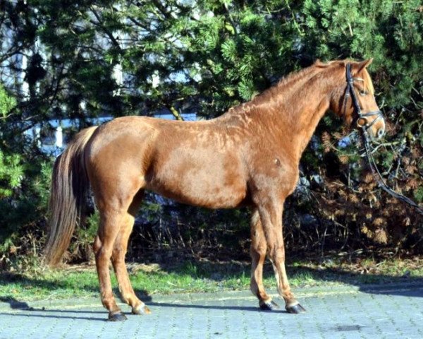horse Heidelberg (German Riding Pony, 2009, from Heidbergs Nancho Nova)