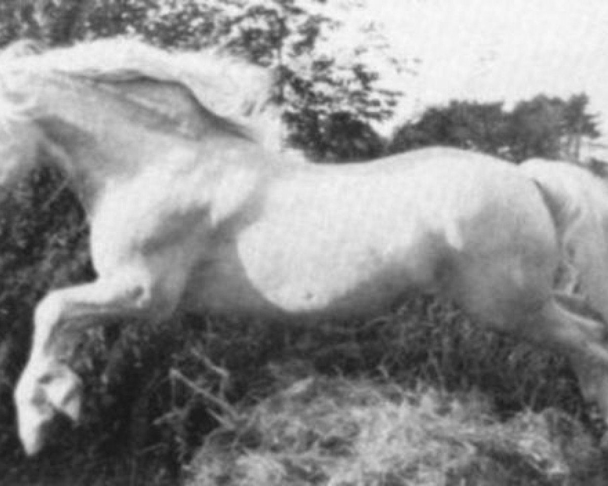 Deckhengst Llanarth Cerdin (Welsh-Cob (Sek. C), 1959, von Llanarth Marvel)